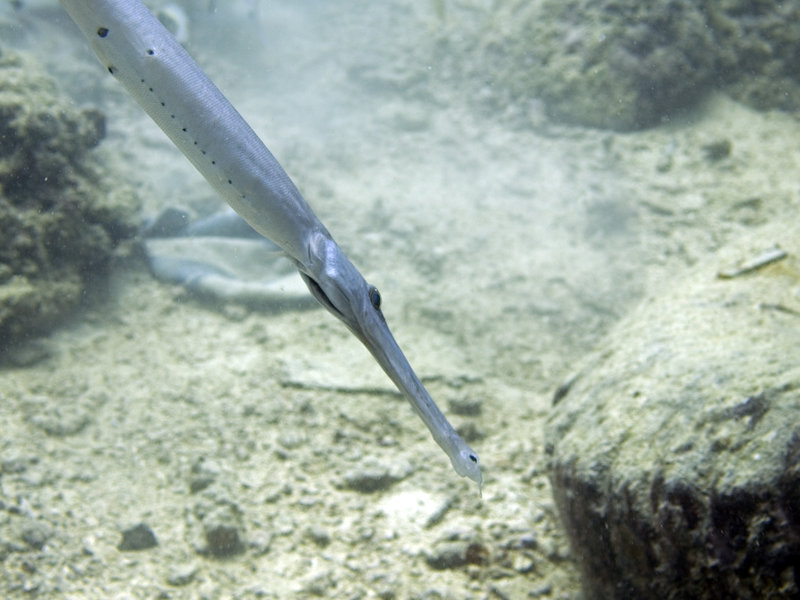 Flute fish, Seaventures House Reef